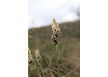 Berg-Segge (Carex montana) - © Philipp Sengl